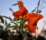 ROHIDA - Flower of Rajasthan